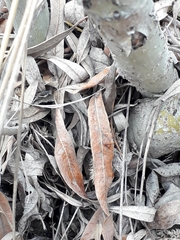 Salix