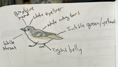 Vireo solitarius