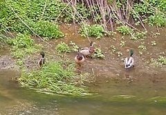 Anas platyrhynchos