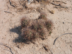 Coryphantha macromeris