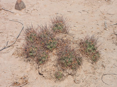 Coryphantha macromeris