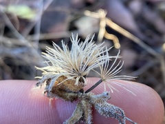 Adenothamnus validus