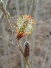 Salix