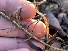 Adenothamnus validus