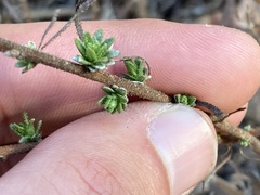 Adenothamnus validus