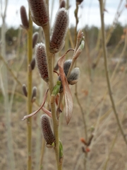 Salix