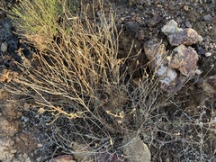 Adenothamnus validus