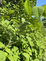 Reynoutria japonica