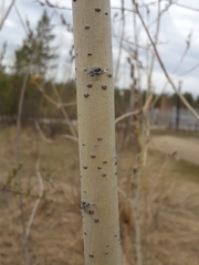 Salix