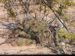Coryphantha macromeris