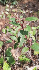 Gaultheria erecta