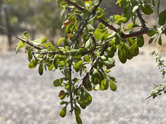 Condalia globosa