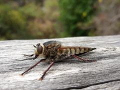 Promachus latitarsatus