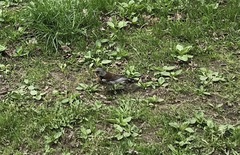 Turdus pilaris