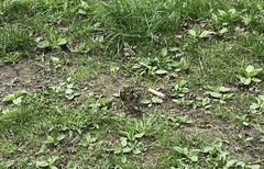 Turdus pilaris