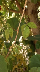 Rubus eriocarpus