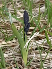Carex atrata