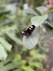 Heliconius doris