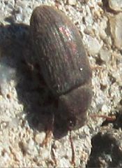 Blapstinus