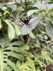 Heliconius doris