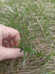 Carex atrata