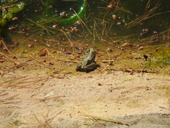 Pelophylax perezi