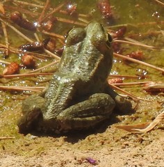 Pelophylax perezi