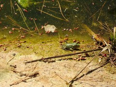 Pelophylax perezi