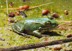 Pelophylax perezi