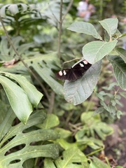 Heliconius doris