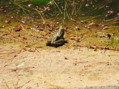 Pelophylax perezi