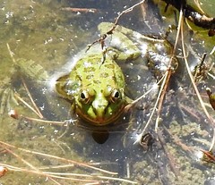 Pelophylax perezi