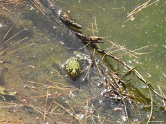 Pelophylax perezi