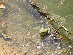 Pelophylax perezi