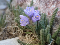 Polemonium viscosum