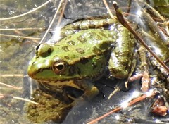 Pelophylax perezi