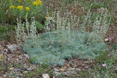 Artemisia alpina