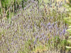 Lavandula dentata