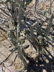 Cylindropuntia cholla