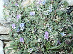 Astragalus kentrophyta