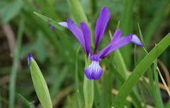 Iris sintenisii