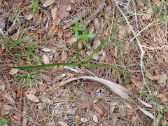 Hymenocallis palmeri
