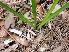 Hymenocallis palmeri