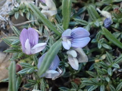 Astragalus kentrophyta