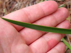 Hymenocallis palmeri