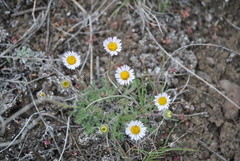 Erigeron flagellaris