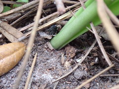 Hymenocallis palmeri