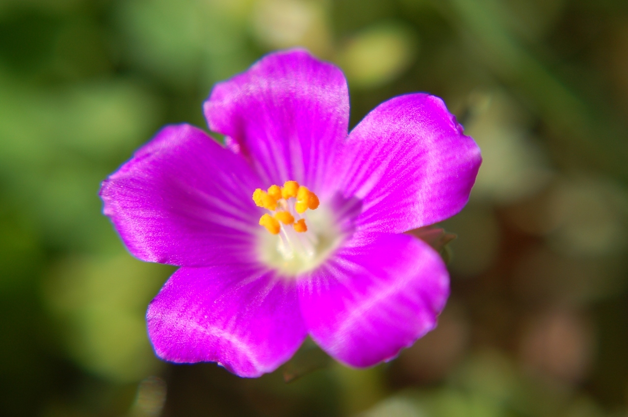 Calandrinia ciliata