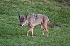 Canis latrans