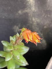 Echeveria quitensis
